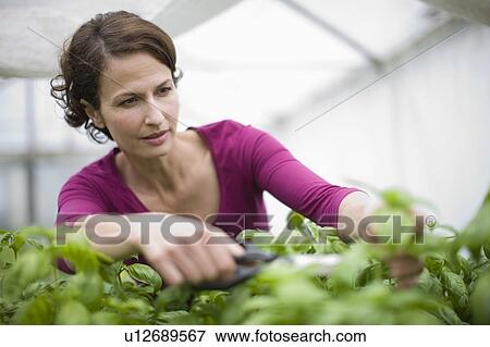 Stock Photo - Farming vegetables and fruits. Fotosearch