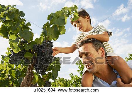 Picture - Father and son looking at grapes. Fotosearch