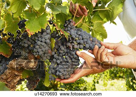 Father and son looking at grapes View Large Photo Image Stock Image - Father and son looking at grapes. Fotosearch