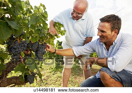 Father and son looking at grapes View Large Photo Image Stock Image - Father and son looking at grapes. Fotosearch