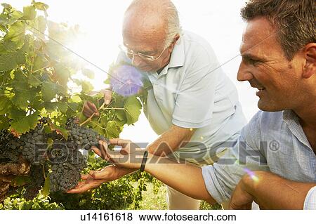 Father and son looking at grapes View Large Photo Image Stock Photo - Father and son looking at grapes. Fotosearch