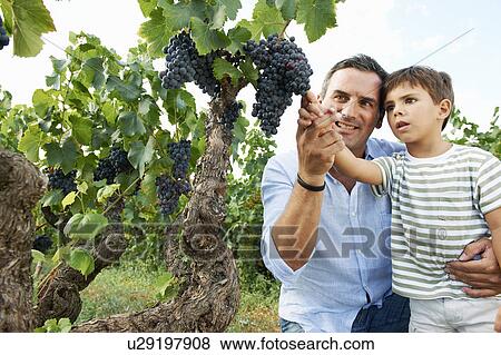 Father and son looking at grapes View Large Photo Image Stock Photo - Father and son looking at grapes. Fotosearch