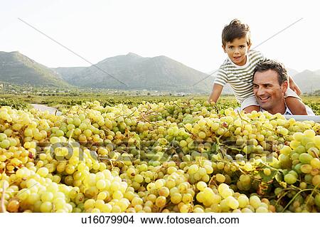 Father and son looking at pile of grapes View Large Photo Image Picture - Father and son looking at pile of grapes. Fotosearch