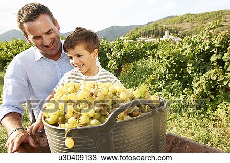 Stock Image - Father and son with grapes in vineyard. Fotosearch