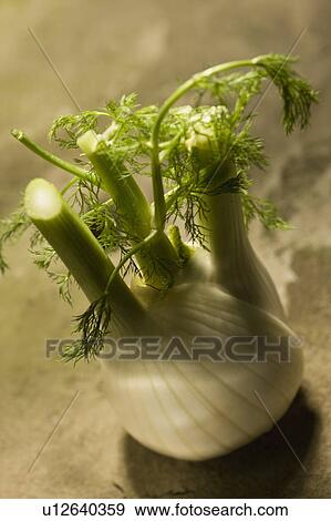 Fennel View Large Photo Image Stock Photo - Fennel. Fotosearch