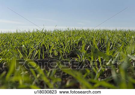 Stock Image - Field of winter wheat shoots. Fotosearch