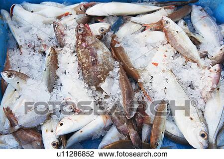 Fish in an ice tray View Large Photo Image Stock Image - Fish in an ice tray. Fotosearch