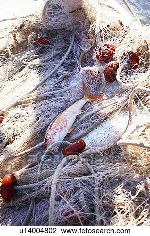 Fish in fishing net View Large Photo Image Stock Image - Fish in fishing net. Fotosearch