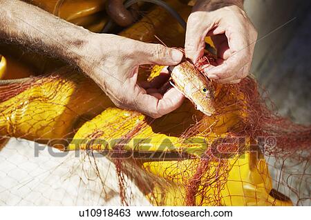 Fisherman taking fish out of nets View Large Photo Image Stock Image - Fisherman taking fish out of nets. Fotosearch