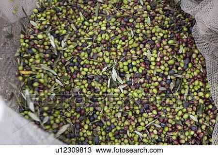 Fresh olives View Large Photo Image Stock Image - Fresh olives. Fotosearch