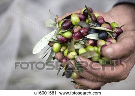 Stock Image - Fresh olives. Fotosearch