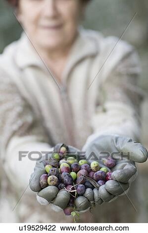 Fresh olives View Large Photo Image Stock Image - Fresh olives. Fotosearch