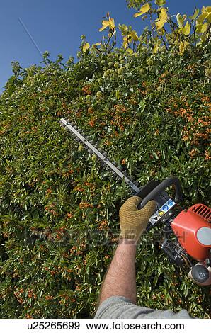 Gardener hedge cutting View Large Photo Image Stock Photo - Gardener hedge cutting. Fotosearch
