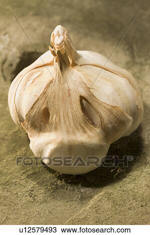 Garlic View Large Photo Image Stock Image - Garlic. Fotosearch