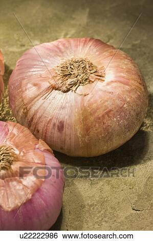 Garlic View Large Photo Image Stock Photograph - Garlic. Fotosearch