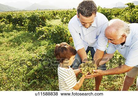 Stock Photo - Generational family holding grapes. Fotosearch