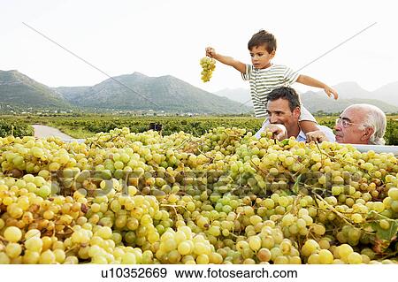 Generational family looking at grapes View Large Photo Image Stock Photo - Generational family looking at grapes. Fotosearch