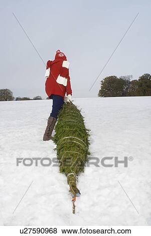 Girl dragging christmas tree in snow View Large Photo Image Stock Photo - Girl dragging christmas tree in snow. Fotosearch