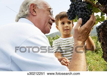 Grandfather and child looking at grapes View Large Photo Image Stock Image - Grandfather and child looking at grapes. Fotosearch