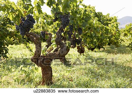 Grapes on a vine in a vineyard View Large Photo Image Stock Photography - Grapes on a vine in a vineyard. Fotosearch