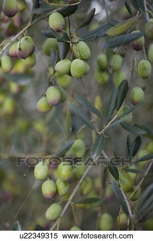 Green olives on tree View Large Photo Image Stock Photography - Green olives on tree. Fotosearch