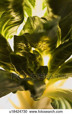 Leaf beet View Large Photo Image Stock Image - Leaf beet. Fotosearch