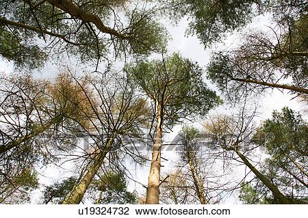 Leafy trees against sky View Large Photo Image Stock Image - Leafy trees against sky. Fotosearch