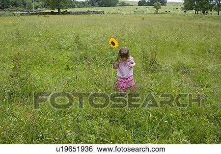 Little girl in meadow with sunflower View Large Photo Image Stock Photograph - Little girl in meadow with sunflower. Fotosearch