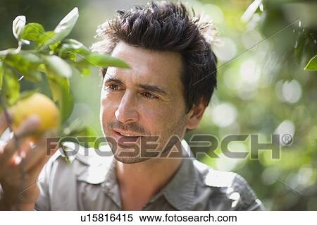 Man looking at orange View Large Photo Image Stock Photography - Man looking at orange. Fotosearch