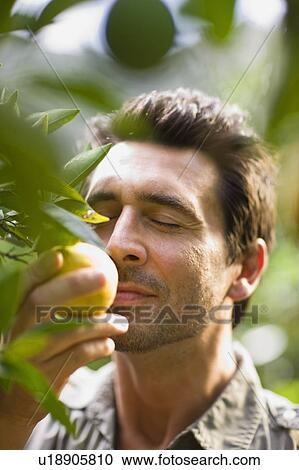 Man smelling at orange View Large Photo Image Stock Image - Man smelling at orange. Fotosearch