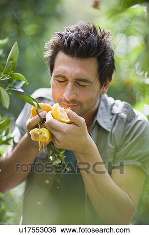 Man smelling at orange View Large Photo Image Stock Photograph - Man smelling at orange. Fotosearch