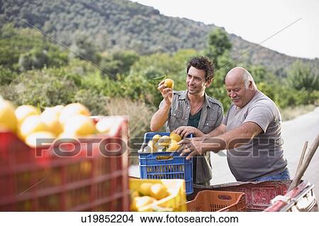 Picture - Man working at orange plantation. Fotosearch