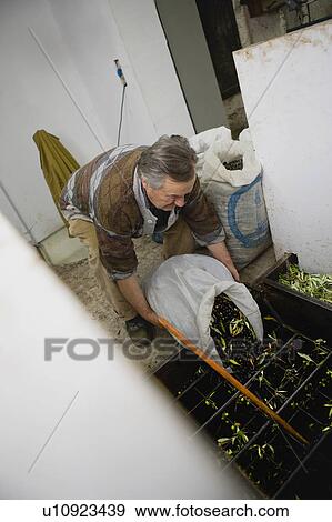 Manufacturing the olive harvest View Large Photo Image Stock Photo - Manufacturing the olive harvest. Fotosearch