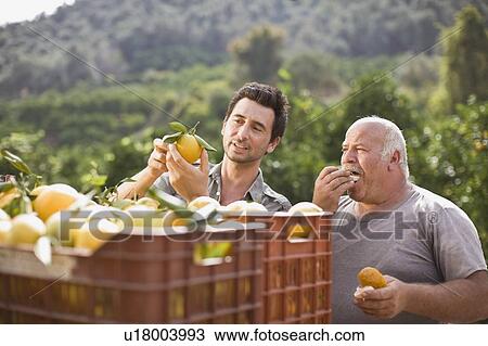 Stock Image - Men working at orange plantation. Fotosearch