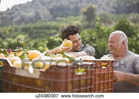 Men working at orange plantation View Large Photo Image Stock Photo - Men working at orange plantation. Fotosearch