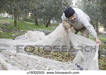 Old man harvesting olives View Large Photo Image Stock Photography - Old man harvesting olives. Fotosearch