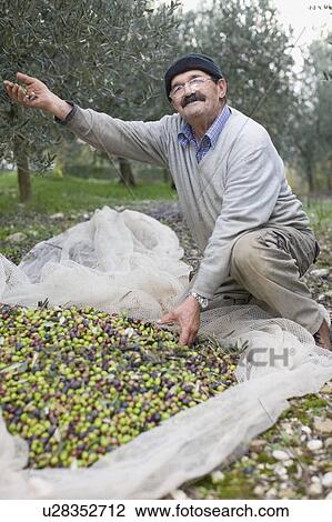 Old man with olive harvest View Large Photo Image Stock Image - Old man with olive harvest. Fotosearch