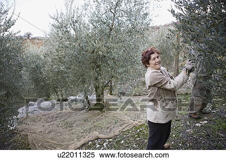Old people harvesting olives View Large Photo Image Stock Photography - Old people harvesting olives. Fotosearch