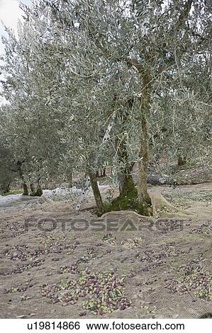 Olive harvest in Italy View Large Photo Image Stock Photograph - Olive harvest in Italy. Fotosearch