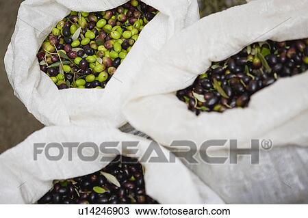 Olive harvest View Large Photo Image Stock Image - Olive harvest. Fotosearch