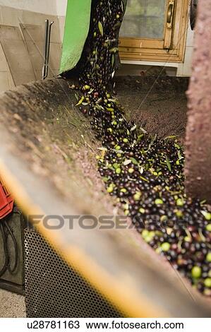 Olive mill View Large Photo Image Stock Image - Olive mill. Fotosearch