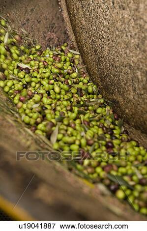 Stock Photo - Olive mill. Fotosearch