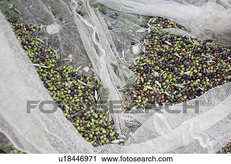 Olives in net View Large Photo Image Stock Image - Olives in net. Fotosearch
