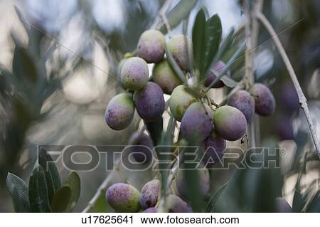Olives on tree View Large Photo Image Stock Image - Olives on tree. Fotosearch