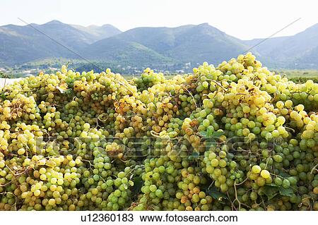 Piles of grapes View Large Photo Image Stock Image - Piles of grapes. Fotosearch