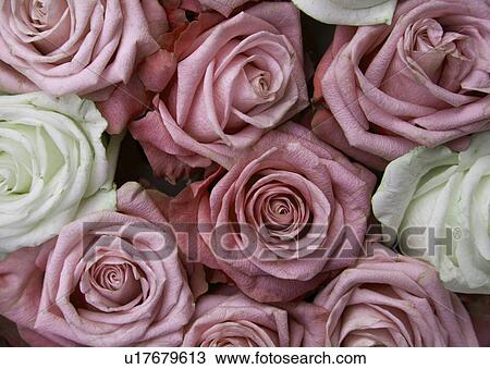 Pink and white roses, close up View Large Photo Image Stock Image - Pink and white roses, close up. Fotosearch