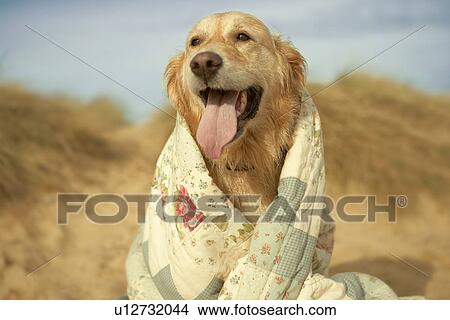 Portrait dog on beach under quilt. Fall View Large Photo Image Picture - Portrait dog on beach under quilt. Fall. Fotosearch