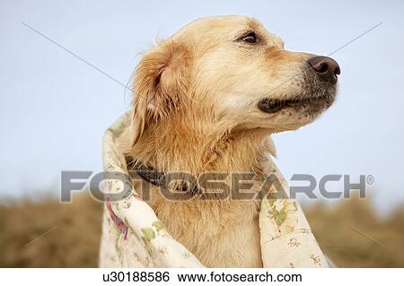 Stock Photograph - Portrait dog on beach under quilt. Fall. Fotosearch