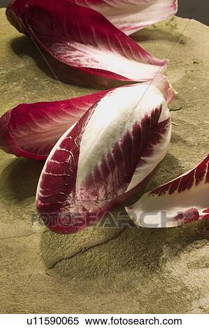Radicchio View Large Photo Image Stock Photography - Radicchio. Fotosearch
