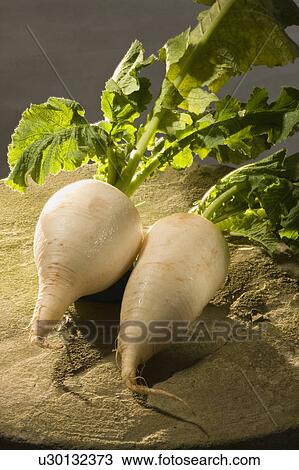 Stock Image - Radish. Fotosearch